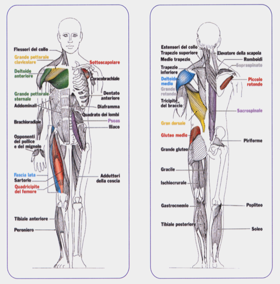 Kinesiologia